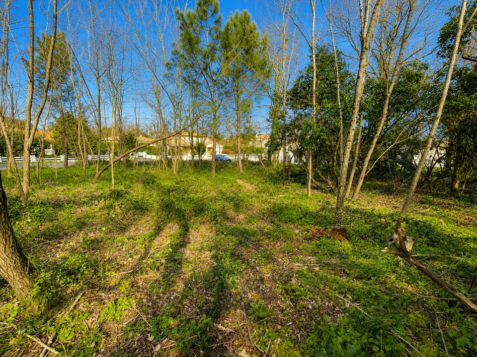 Land — Léognan